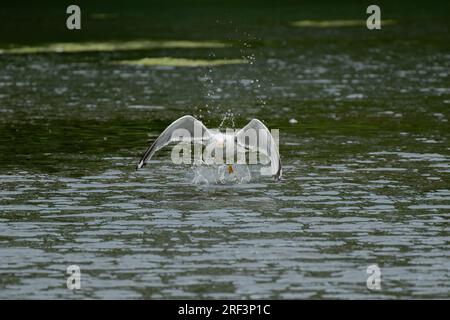 Gabbiano aringhe adulti in volo. Adulti Herring Gull, Larus argentatus che decolla da un lago. Foto Stock