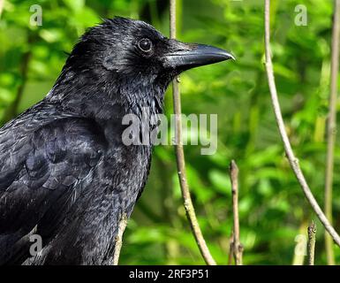 Un corvo è un uccello del genere Corvus, o più in generale un sinonimo per tutti Corvus. Foto Stock