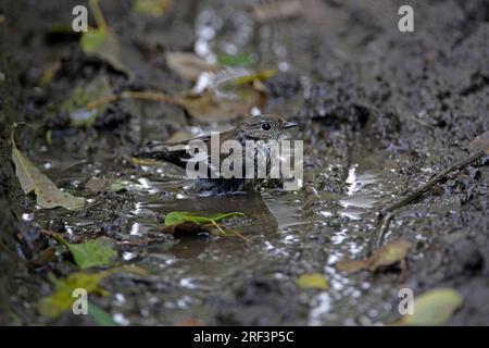 Pied Flycatcher (Ficedula hypoleuca) che fa il bagno in pozzanghera fangosa Eccles-on-Sea, Norfolk, Regno Unito. Settembre Foto Stock