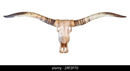 Cranio di un toro longhorn isolato su sfondo bianco Foto Stock