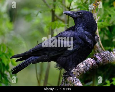 Un corvo è un uccello del genere Corvus, o più in generale un sinonimo per tutti Corvus. Foto Stock