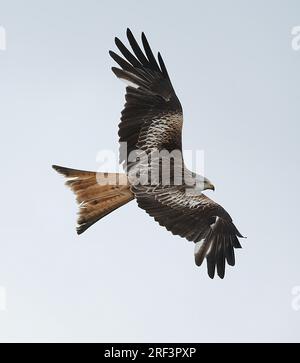 L'aquilone rosso è un uccello preda medio-grande della famiglia degli Accipitridae, che comprende anche molti altri rapaci diurni. Foto Stock