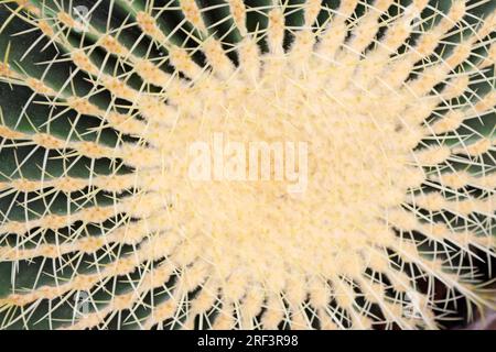 primo piano della pianta tipo cactus, ci sono molte spine Foto Stock