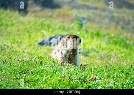 Marmotta con la nuca nera (Marmota camtschatica) a Kamchatka vive sugli sconvolgimenti vulcanici nei campi delle scorie vulcaniche e sui prati di montagna. Russia Foto Stock