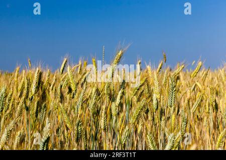 campo agricolo dove cresce la segala verde, l'agricoltura per la raccolta di grano, la segala è giovane e verde e ancora immatura, paesaggio di segala agricola Foto Stock