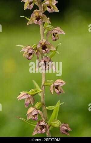 Orchidea elleborina a foglie larghe: Epipactis helleborine. Surrey, Regno Unito. Foto Stock