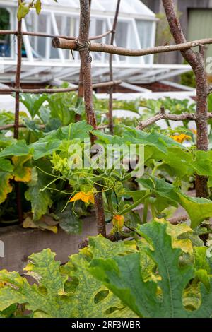 Bishop's Palace Gardens a Wells Somerset Foto Stock