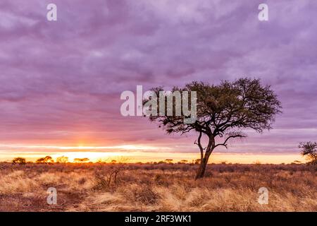 Il tramonto al sole magico Kenya dell'Africa orientale nel Parco Nazionale di Meru è stato molto affollato con turisti che si affollano per vedere le meraviglie del Monte Kenya. Qui t Foto Stock