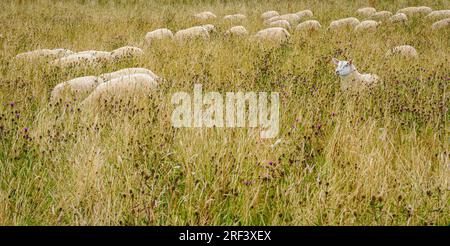 Gregge di pecore che pascolano e nascosto dall'erba lunga in un campo del Gloucestershire, Regno Unito Foto Stock