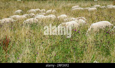 Gregge di pecore che pascolano e nascosto dall'erba lunga in un campo del Gloucestershire, Regno Unito Foto Stock