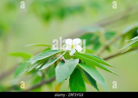 Calabura, Jam Tree o ciliegia giamaicana o ciliegia malese o Muntingia calabura L o MUNTINGIACEAE o pianta di ciliegia dell'India occidentale con fiore sull'albero Foto Stock