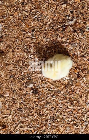 pulcini di pollo bianchi geneticamente migliorati in un allevamento di pollame dove il pollo da carne viene allevato per la carne, molti pulcini di pollo giovani Foto Stock