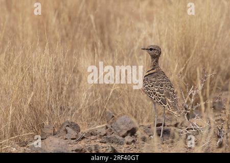 Un campo da golf a doppia fascia per adulti alla luce del sole al Karoo National Park in Sudafrica Foto Stock