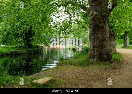 Un bel ponte di quercia a Christchurch Meadows, Oxford Foto Stock