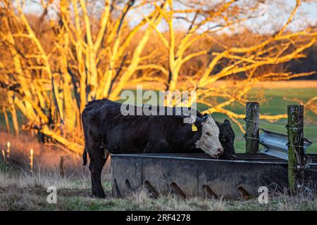 Vacca in allattamento Black baldy che beve da un guscio di gomma all'inizio della primavera. Foto Stock