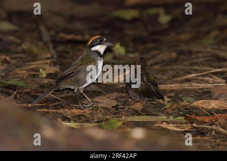 Castnut-Capped Brushfinch, Bosque de las aves la Florida, Colombia, novembre 2022 Foto Stock
