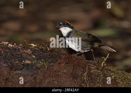 Castnut-Capped Brushfinch, Bosque de las aves la Florida, Colombia, novembre 2022 Foto Stock