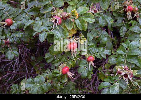 Rosa rugosa. Rosehips Foto Stock