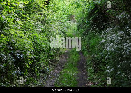 Mary Well Lane, Kingcombe Meadows National Nature Reserve, Dorset, Regno Unito Foto Stock