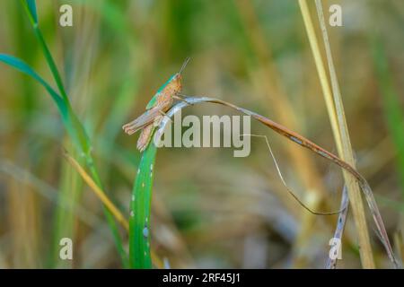Primo piano di una cavalletta di steppa, chorthippus dorsatus, che riposa in un prato Foto Stock