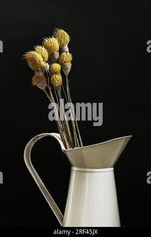 Una caraffa in lamiera smaltata crema con fiori secchi gialli e sfondo nero Foto Stock