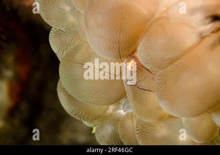 Gamberetti di corallo a bolla, Vir philippinensis, Bubble Coral, Plerogyra sinuosa, Anilao, Filippine, Asia Foto Stock