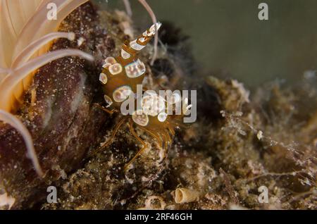 Squat Shrimp, Thor amboinensis, Hippolytidae, Anilao, Filippine, Asia Foto Stock