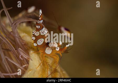 Squat Shrimp, Thor amboinensis, Hippolytidae, Anilao, Filippine, Asia Foto Stock