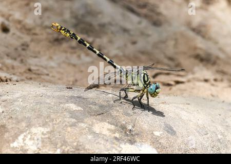 Piccola coda di Pincertail - Onychogomphus forcipatus - Gomphidae - libellula a riposo Foto Stock