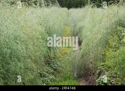 Campo con file di asparagi, piante in fase di felce, bagnato dalla pioggia Foto Stock