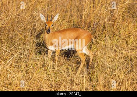 Steenbok, Raphicerus campestris al sole serale nel Bush Foto Stock