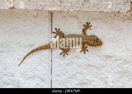 Comune muro Gecko / Moresco Gecko - Tarentola mauritanica - Phyllodactylidae. Su un muro bianco nel sud della Spagna. Giugno 2023. Foto Stock