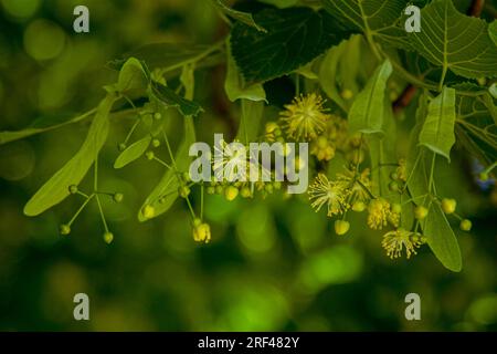 Rami di tiglio in fiore con foglie e fiori verdi. Natura estiva. Foto Stock