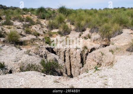 Abisso in carsico gesso con erba sparto (Macrochloa tenacissima) e vegetazione ginecologica. Parco naturale Sorbas, Almeria, Andalusia, Spagna. Foto Stock