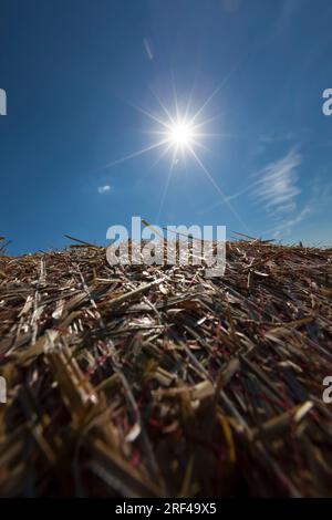 il sole splende su di noi con una pila di paglia dopo la raccolta del grano, l'attività agricola nel campo di grano per ottenere il raccolto, la luce del sole è un Foto Stock