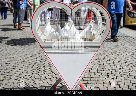 matrimonio che rilascia colombe bianche in una giornata di sole in gabbia. Foto Stock