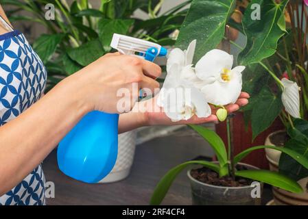 La casalinga sta spruzzando un fiore di orchidea con acqua pura da una bottiglia spray. Foto Stock