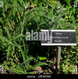 Yarrow - achillea millefolium - con etichetta. Cowbridge Physic Garden, vicino a Cardiff, Galles del Sud. Agosto 2023. Estate. Milddail Foto Stock