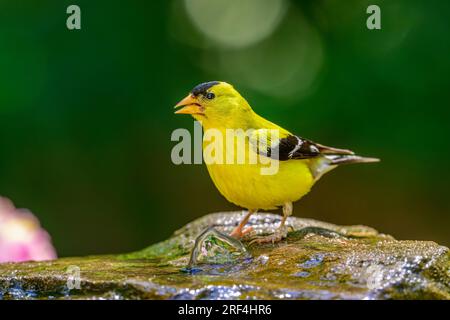 Un goldfinch americano che visita una fontana sul cortile Foto Stock