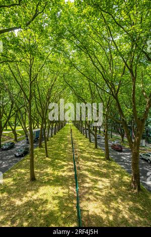 La B1, Rheinlanddamm Straße a Dortmund, un viale di platani, percorso di traffico a doppio binario in entrambe le direzioni, fitta foresta di platani lungo il thor Foto Stock