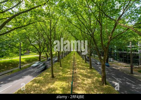 La B1, Rheinlanddamm Straße a Dortmund, un viale di platani, percorso di traffico a doppio binario in entrambe le direzioni, fitta foresta di platani lungo il thor Foto Stock