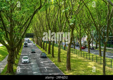 La B1, Rheinlanddamm Straße a Dortmund, un viale di platani, percorso di traffico a doppio binario in entrambe le direzioni, fitta foresta di platani lungo il thor Foto Stock