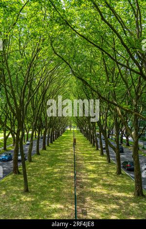 La B1, Rheinlanddamm Straße a Dortmund, un viale di platani, percorso di traffico a doppio binario in entrambe le direzioni, fitta foresta di platani lungo il thor Foto Stock