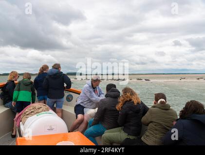 I turisti in viaggio con le foche che partono da Morston Quay osservando le foche grigie sul banco di sabbia di Blakeney Point, North Norfolk, Inghilterra, Regno Unito Foto Stock