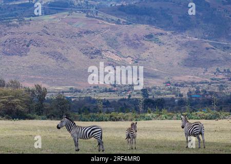 Le zebre sono equini africani con distintivi camici a righe bianche e nere. Ci sono tre specie viventi: La zebra di Grévy, la zebra di pianura e la mo Foto Stock