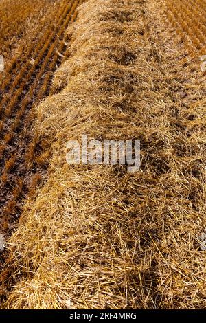 Campo agricolo con paglia d'India di grano, il grano da cui veniva raccolto per il cibo, campo di grano in una soleggiata giornata estiva Foto Stock