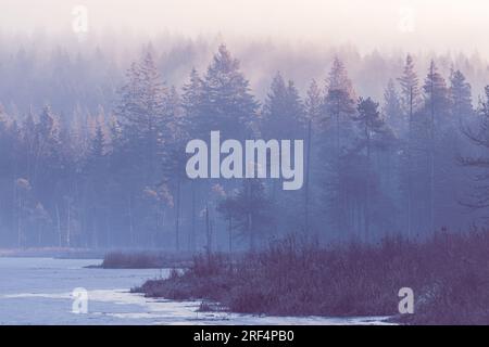 Mattinata fredda nella foresta con il lago. La pineta nella valle nella fresca atmosfera nebbiosa del bosco mattutino. Foresta in autunno nebbia mattutina Foto Stock