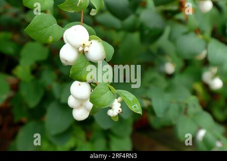 Vivaci frutti di bosco bianchi. Bacche bianche autunnali su un ramoscello con foglie verdi. Fogliame di sfondo sfocato. Foto Stock