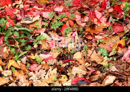 L'autunno lascia per terra. Colorato: Rosso, marrone, verde, giallo, oro. Sfondo, immagine di sfondo. Foto Stock