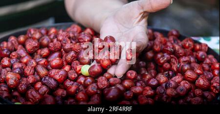 L'attenzione selettiva sulla mano di una donna è tenere in mano giubbotti freschi frutta. Il mucchio di giuggiole. Primo piano. Foto Stock